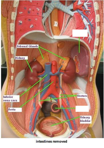 torso model labeled posterior