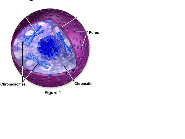 Cells Flashcards Easy Notecards