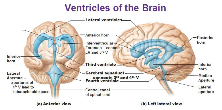 Right Foramen Of Monroe _ (PDF) The foramen of Monro: a review of its ...