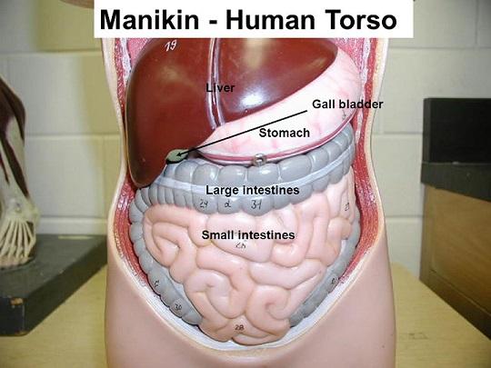 Activity 5 Examining The Human Torso Model Flashcards Easy Notecards