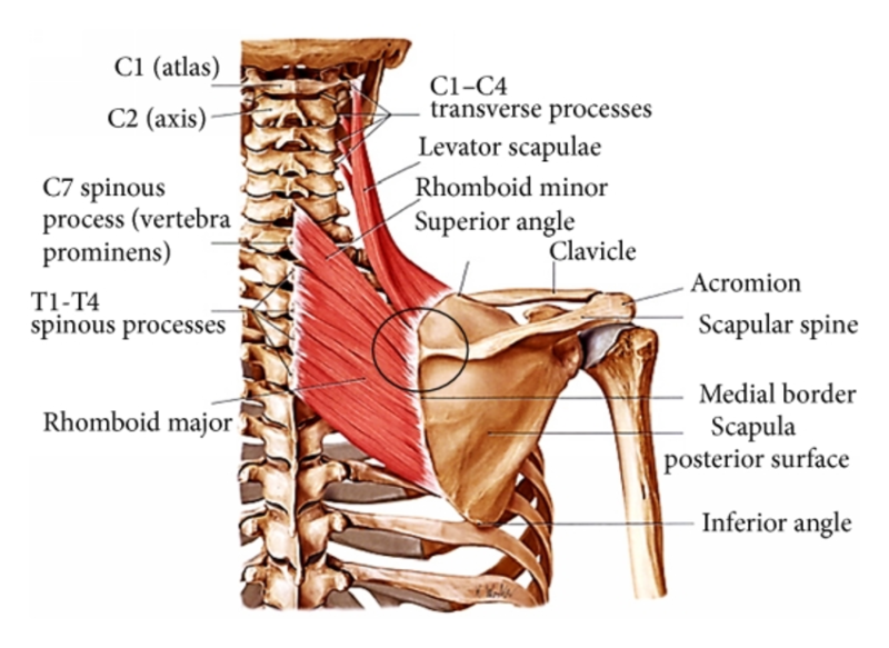 Deep Muscles of the Back & Muscles of the Shoulder and Arm Flashcards