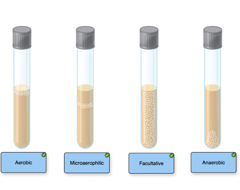 Week 9 final lab Flashcards - Easy Notecards