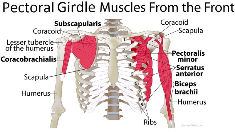 Deep Muscles of the Back & Muscles of the Shoulder and Arm Flashcards