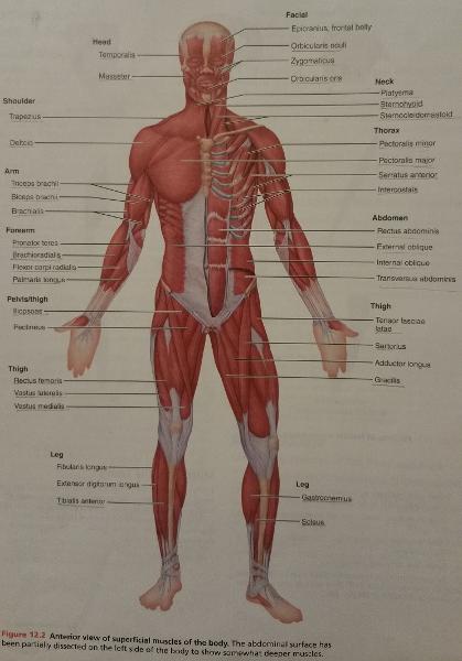 Activity 1: Classification of Skeletal Muscles and Identifying Muscles