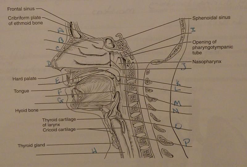 Exercise 36 Respiratory System Flashcards | Easy Notecards