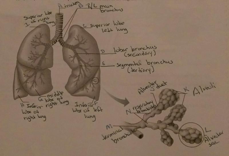 Exercise 36 Respiratory System Flashcards | Easy Notecards