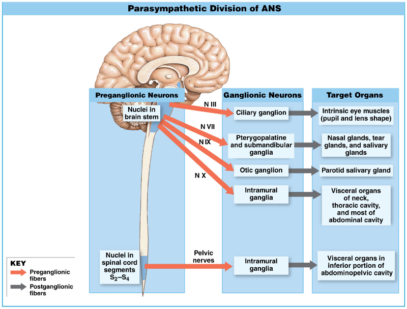 Bio 201 Peripheral Nervous System Flashcards | Easy Notecards