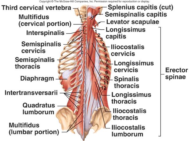 MYOLOGY: Axial Muscles: Vertebral Column: Posterior, Anterior & Lateral