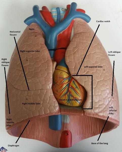 Activity 1: Identifying Respiratory System Organs-Upper and Lower