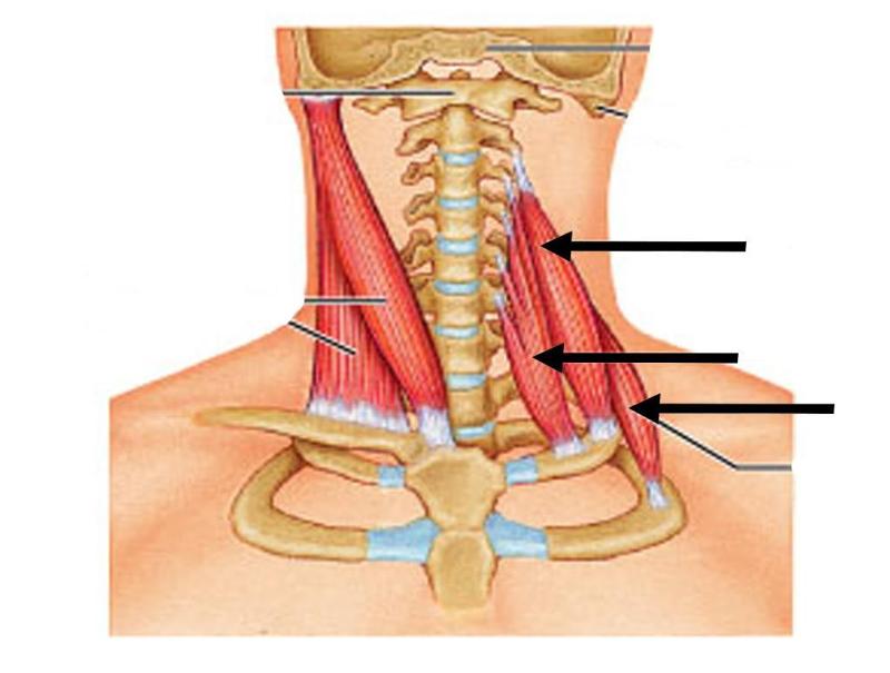 MYOLOGY: Axial Muscles: Vertebral Column: Posterior, Anterior & Lateral