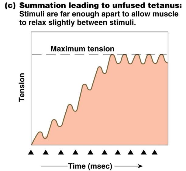 Print Human Physiology Chapter 12 flashcards | Easy Notecards