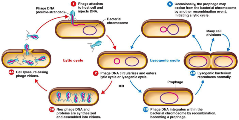 Phage Life Cycles And Types Of Phage Mediated Transdu - vrogue.co