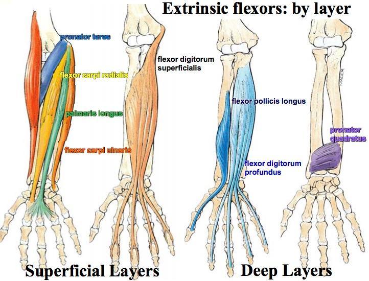 Muscles of the Forearm and Hand Flashcards | Easy Notecards