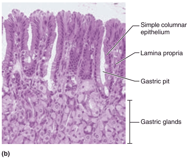 Activity 2: Studying the Histologic Structure of Selected Digestive