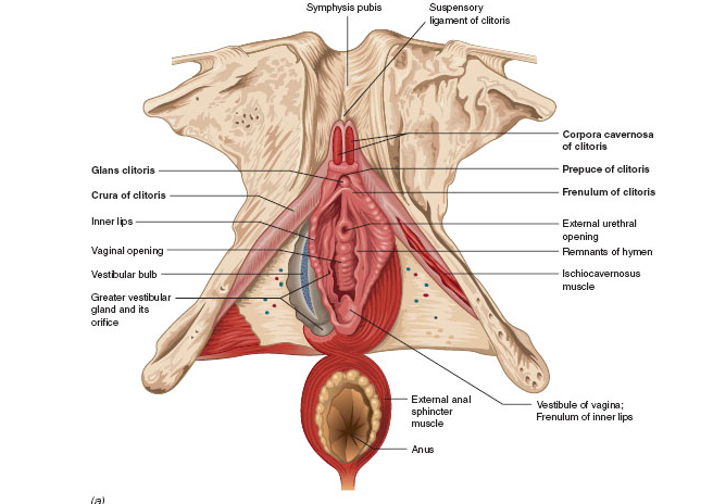 crura-of-the-clitoris-naked-farm-naked