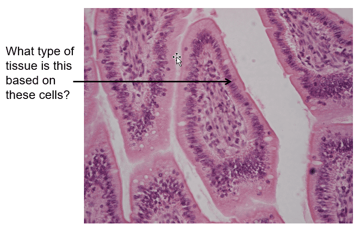 A&P 1, Unit 6, Epithelium, Nervous, and Muscle Tissues Flashcards