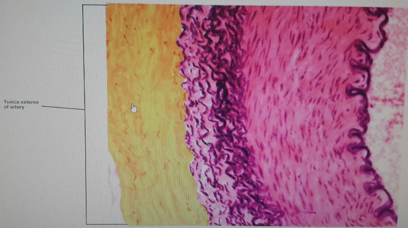 BIO 272_Cardiovascular Lab Exam Study Guide Flashcards | Easy Notecards