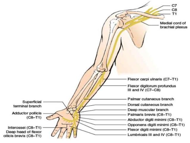 Muscles of the Forearm and Hand Flashcards | Easy Notecards