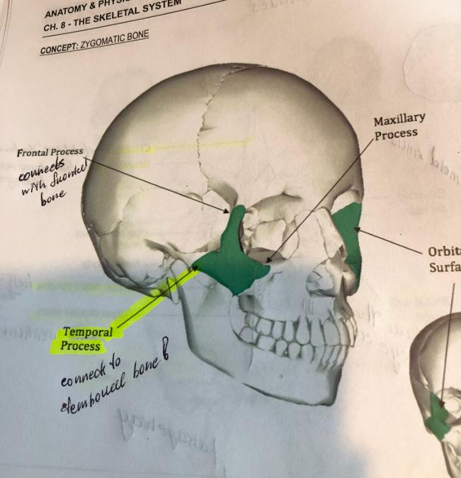 Print BIO 221 LAB TEST 2 flashcards | Easy Notecards