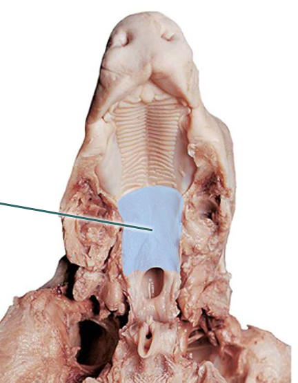 Print Respiratory System flashcards | Easy Notecards