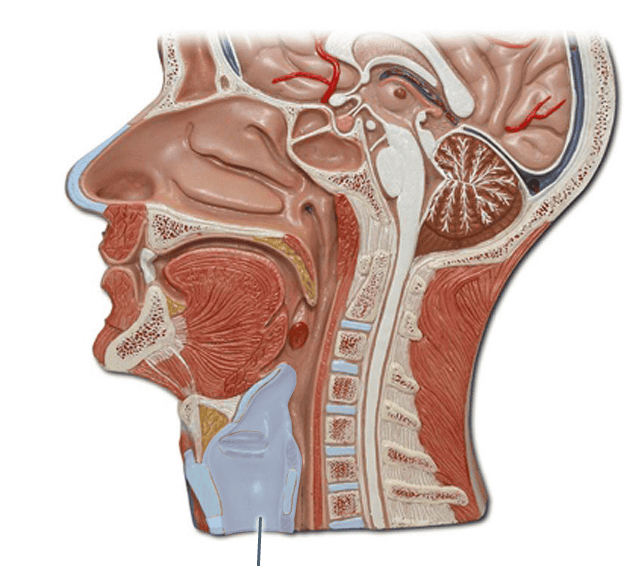 Print Respiratory System flashcards | Easy Notecards