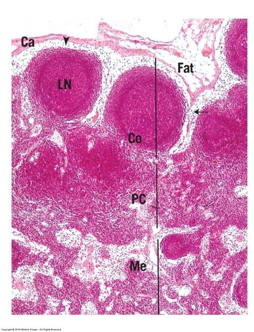 Vertebrate Histology Exam 3 Flashcards | Easy Notecards