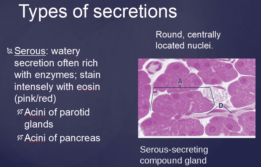 Print Vertibrate Histology Test 1 flashcards | Easy Notecards