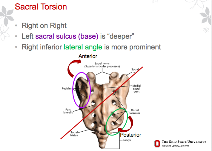 Biomechanics - Final - Part I sacroiliac joint Flashcards | Easy Notecards