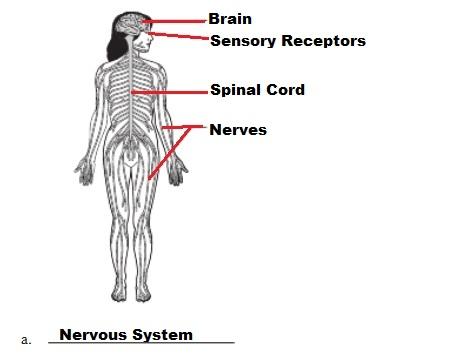 organ system overview