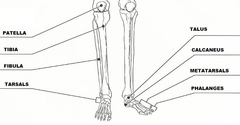 Exercise 11: The Appendicular Skeleton Flashcards | Easy Notecards