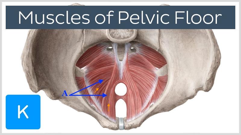 MYOLOGY: Axial Muscles: Abdominal Wall & Pelvic Floor Flashcards | Easy