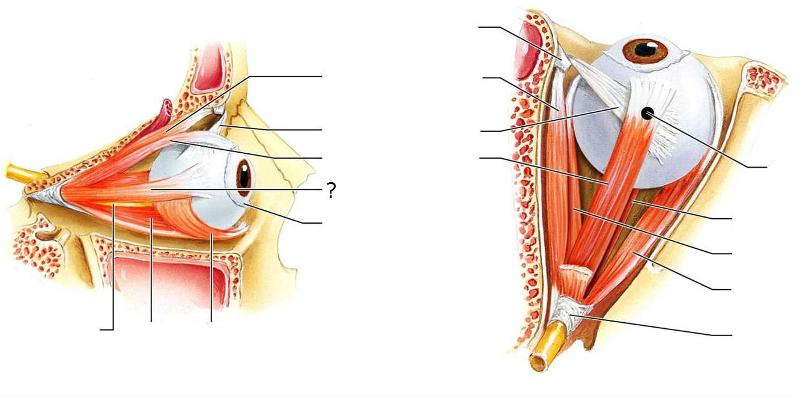 Anatomy of the Eye Flashcards | Easy Notecards