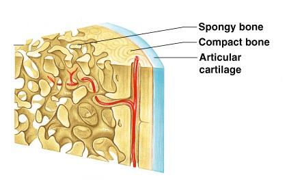 Exercise 9: Overview of the Skeleton: Classification and Structure of