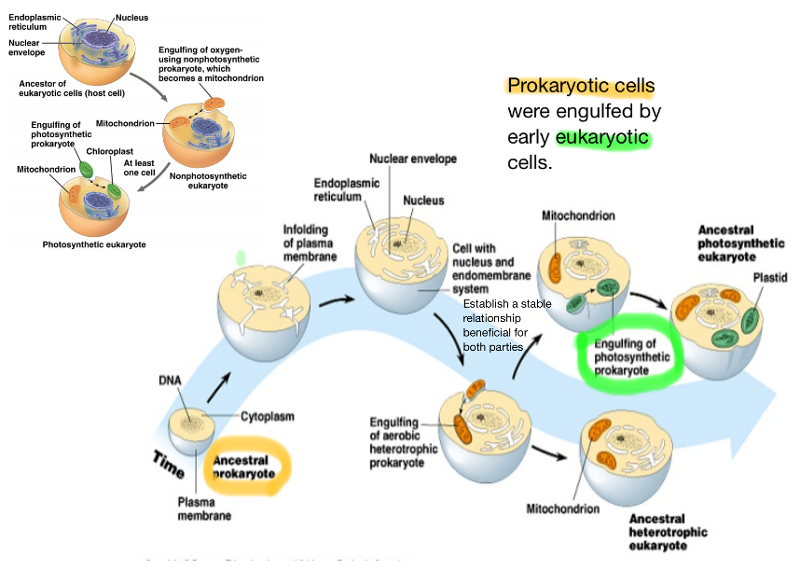 The endosymbiont hypothesis image