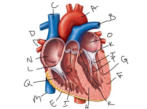 Veins and arteries Flashcards | Easy Notecards