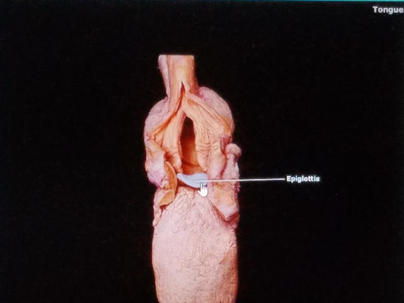 Print BIO 272_Digestive System Lab Exam Study Guide flashcards | Easy