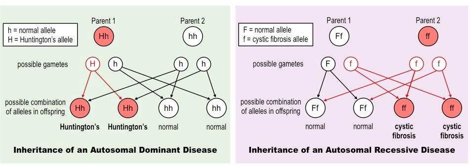 Where does your parents. Autosomal dominant. Autosomal dominant Type of Inheritance. Autosomal recessive Type Inheritance. Allele.