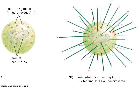 cytoskeleton Flashcards | Easy Notecards