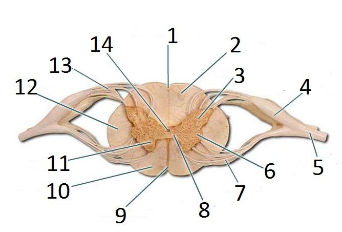 Print Bio210 Exercise 21: Spinal Cord and Spinal Nerves flashcards