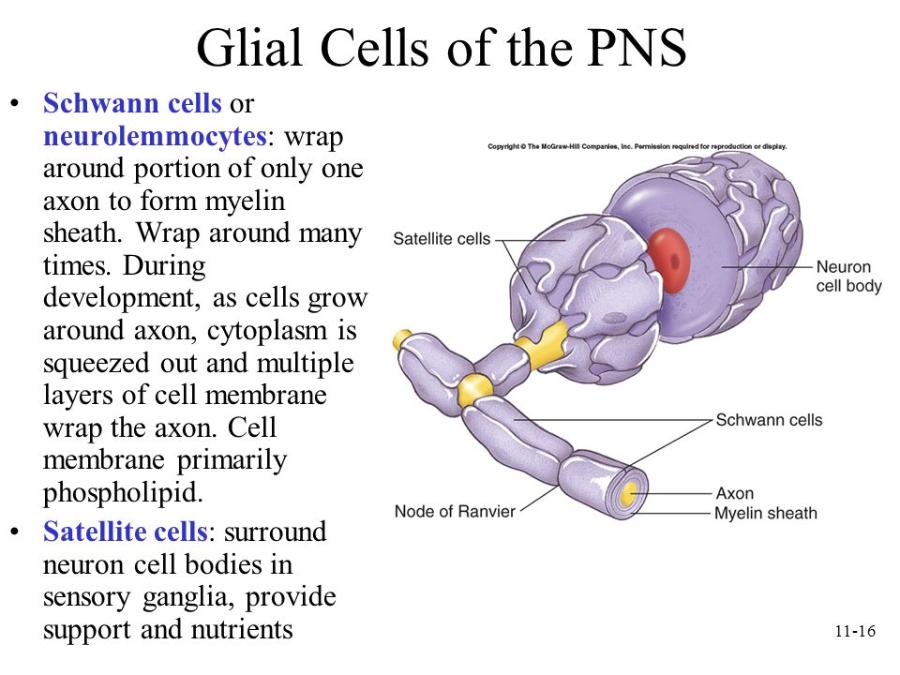 Print Nervous Tissue. Histology flashcards | Easy Notecards