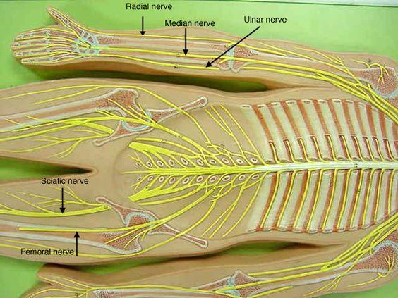 AAP Wiley Lab Practical 2 Flashcards | Easy Notecards