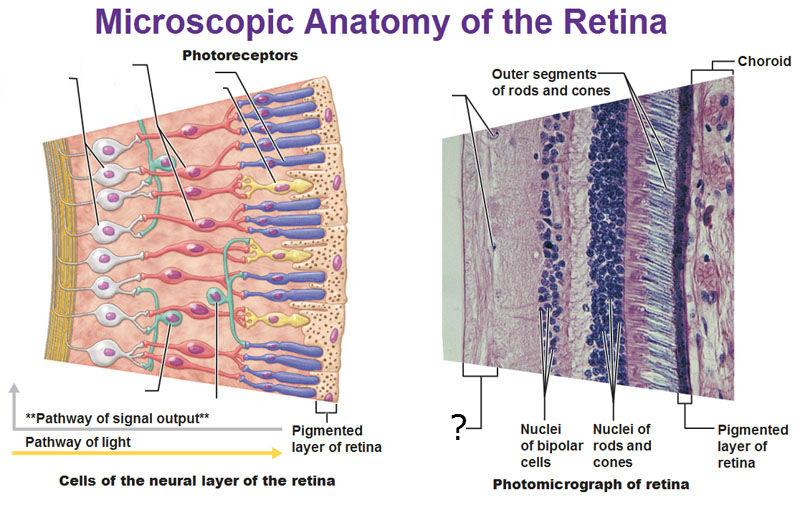 Anatomy of the Eye Flashcards | Easy Notecards diagram of blood tissue 