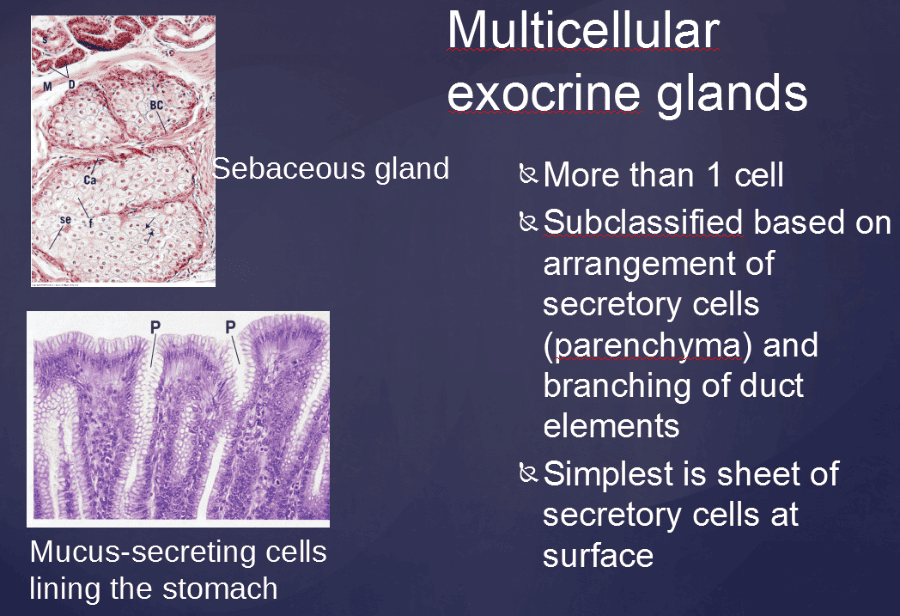 Vertibrate Histology Test 1 Flashcards Easy Notecards