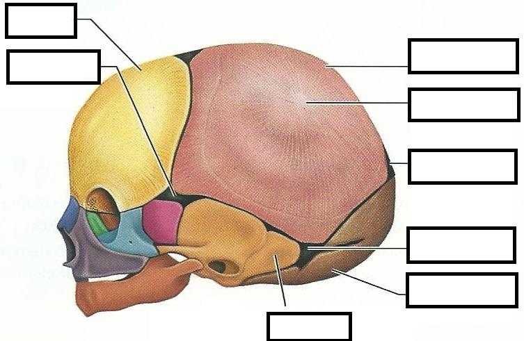 Exercise 12: The Fetal Skeleton Flashcards | Easy Notecards