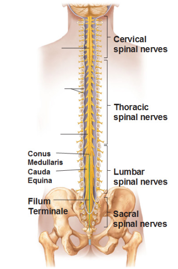 ANAT242 lab 2 Flashcards | Easy Notecards
