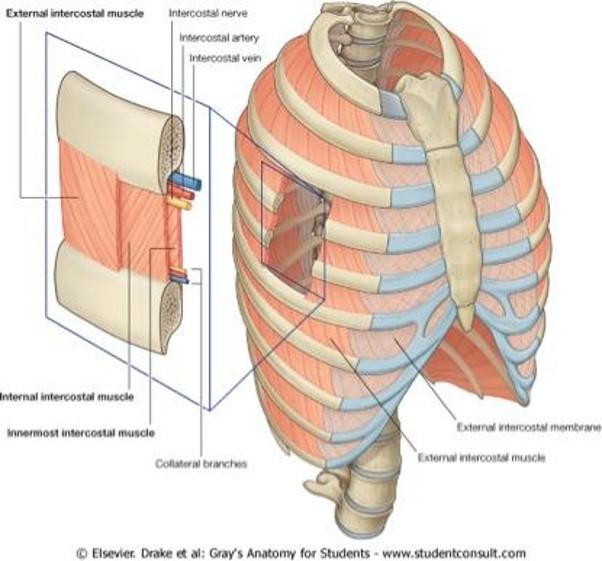 Print Module 3: the thorax flashcards | Easy Notecards