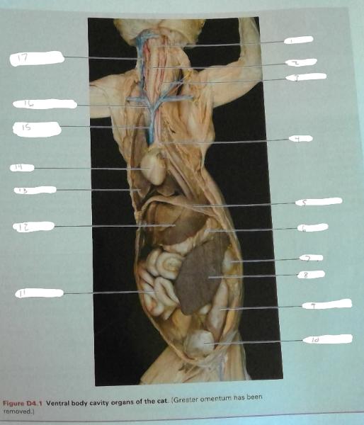 Dissection of blood vessels of the cat (Dissection ...