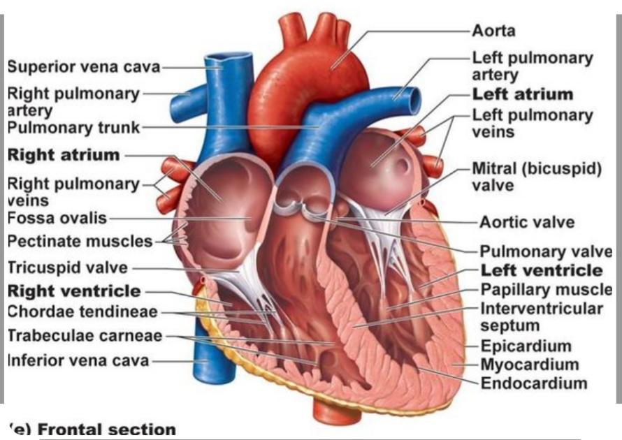 Print circulatory system pcat flashcards | Easy Notecards