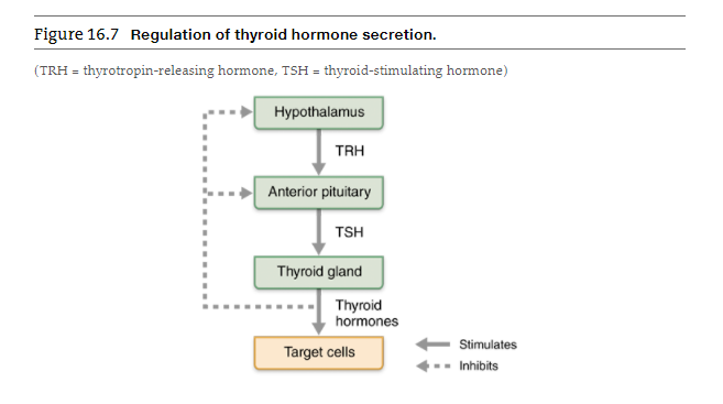 Thyroid Hormone Flow Chart