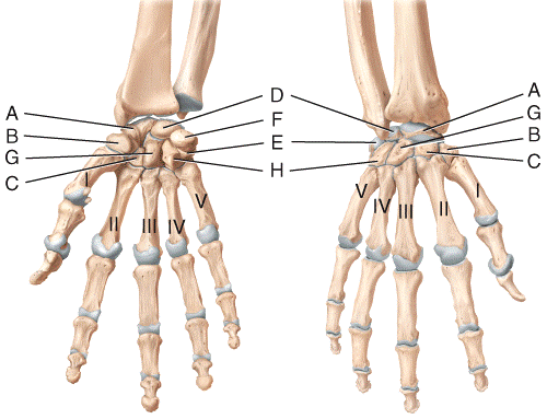 Left Hand Skeletal Anatomy